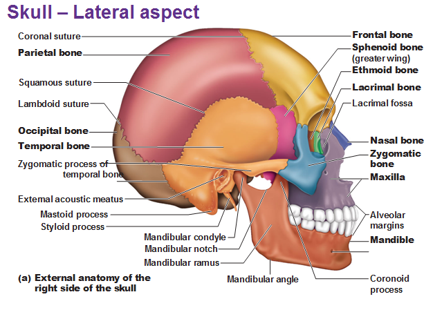 Skull Bone Anatomy & Clinical Significances - Anatomy Info